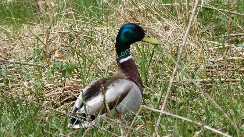 Birds Duck Mallard Ducks Waterfowl Nature