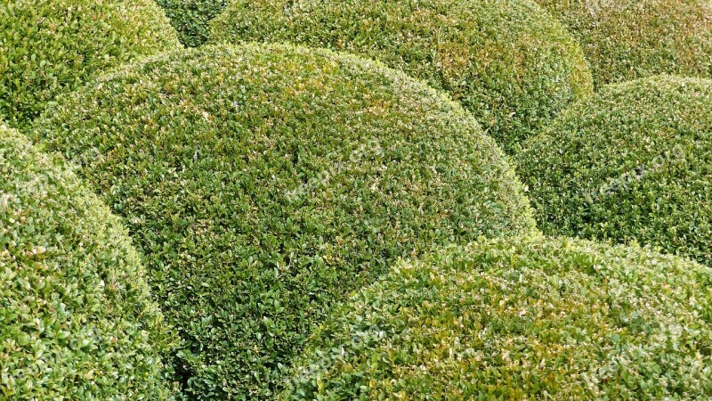 Plants Nature Garden Massif Boxwood