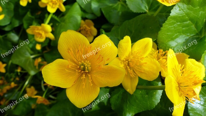 Flowers Nature Macro Spring Yellow