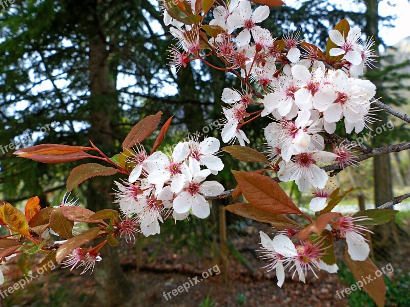 Flowers Nature Spring White Contrast