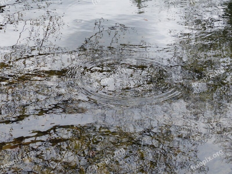 Water Pond Nature Water Plan Reflections