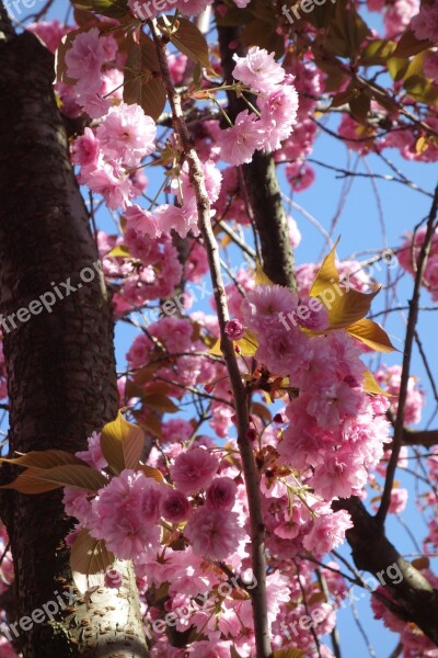 Cherry Blossom Spring Historic Center Bonn Blossom