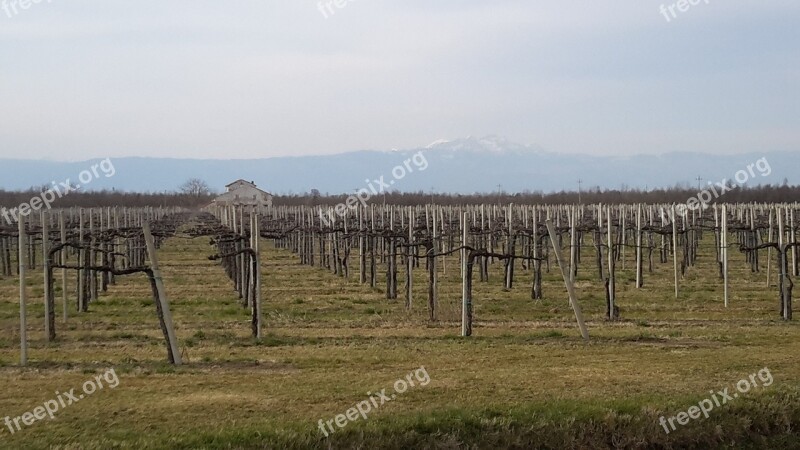 Vineyard Wine Vine Free Photos