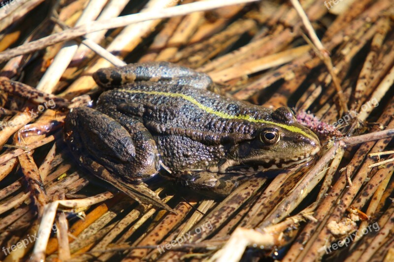 Nature Reptile Frog Pond Floating