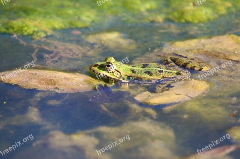 Nature Reptile Frog Pond Floating