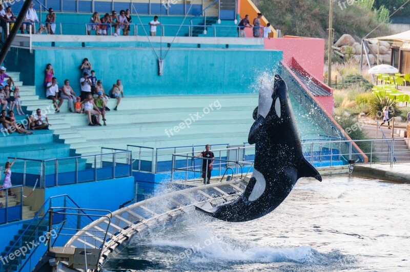 Orka Killer Show Jump Zoo