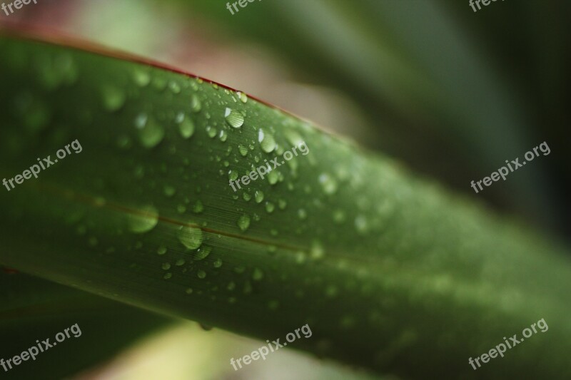 Flax Plant Vegetation Green Nature