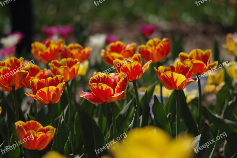 Tulips Flowers Beauty Plant Flora