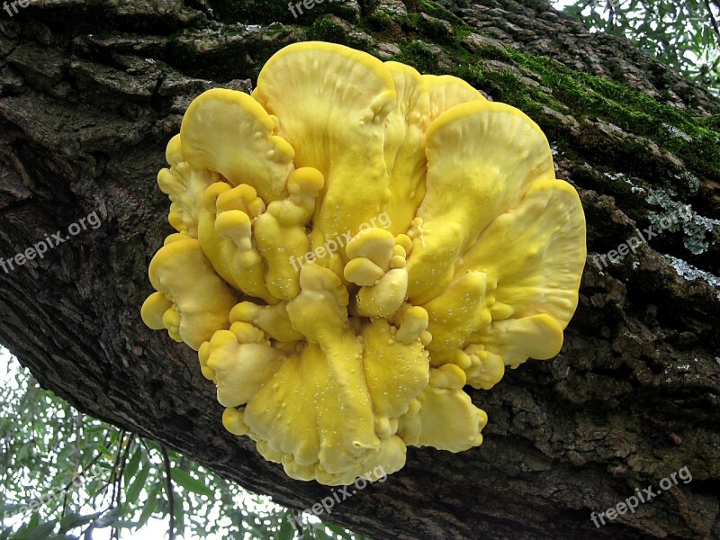 Branch Tree Mushroom Yellow Log