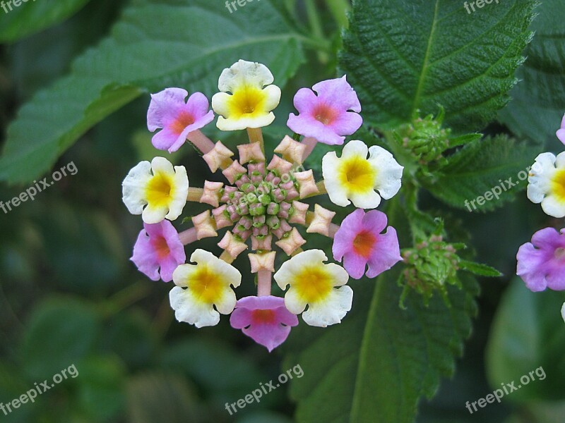 Blossom Bloom Colorful Flower Nature