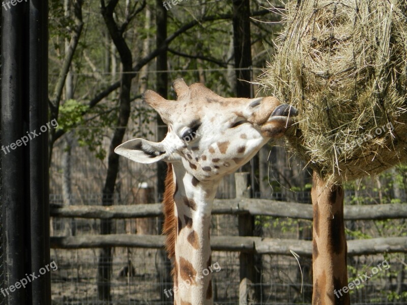 Giraffe Animal Zoo Meal Free Photos