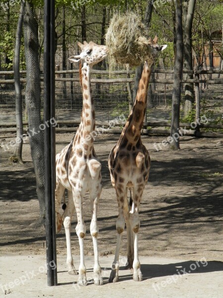 Giraffe Animal Zoo Meal Free Photos