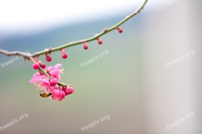 Spring Plum Geoje Republic Of Korea Landscape Landscape