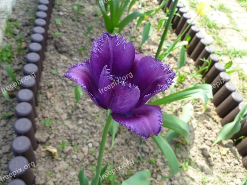 Flower Nature Plant Beautiful Flower Bloom