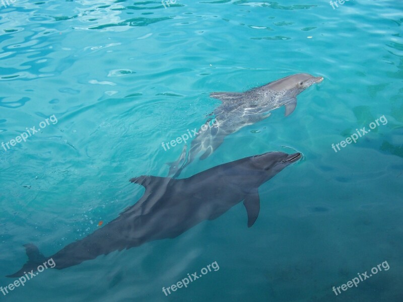 Dolphins Water Underwater Swimming Free Photos