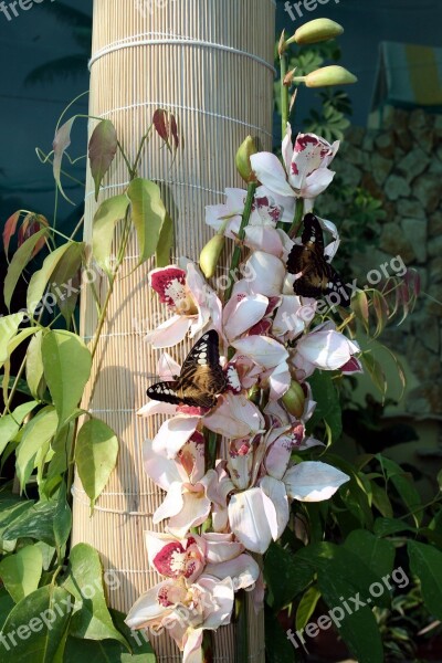 Butterfly Nature Insect Closeup Tropical Insects