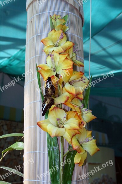 Butterfly Nature Insect Closeup Tropical Insects