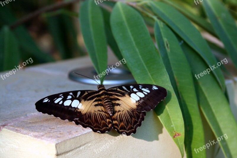 Butterfly Nature Insect Closeup Tropical Insects