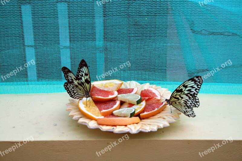 Butterfly Nature Insect Closeup Tropical Insects