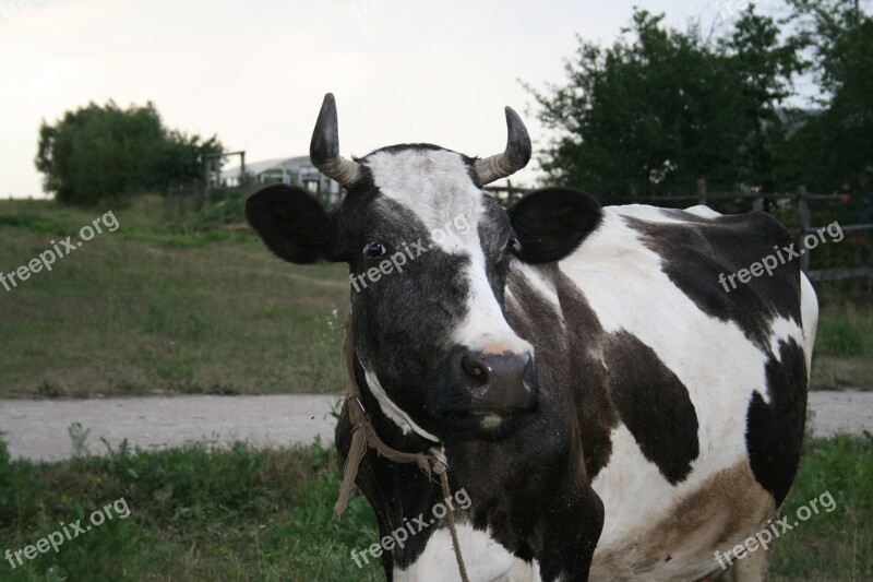 Cow Animal Cattle Village Free Photos