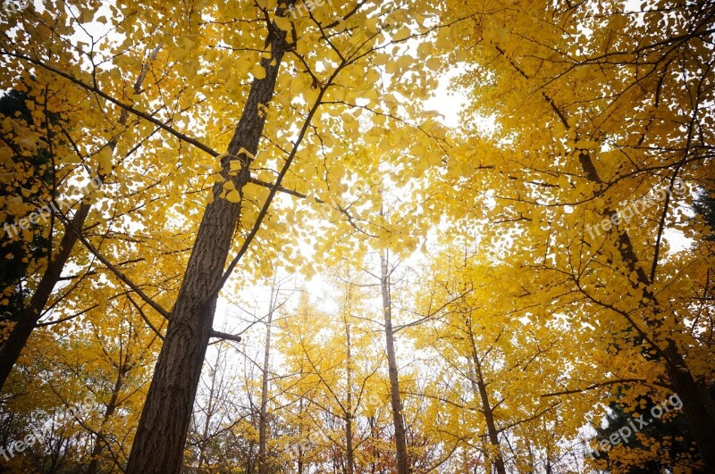 Golden Yellow Ginkgo Ginkgo Trees Autumn Tree