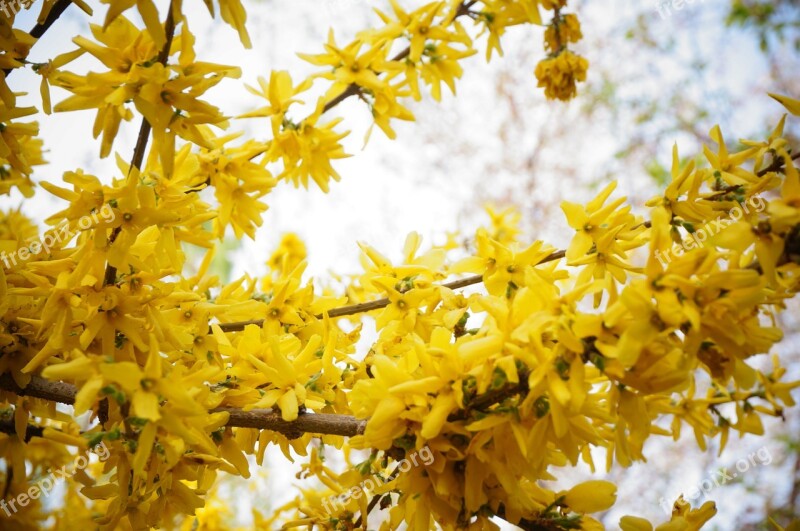 Winter Jasmine Small Fresh Spring Flower Free Photos