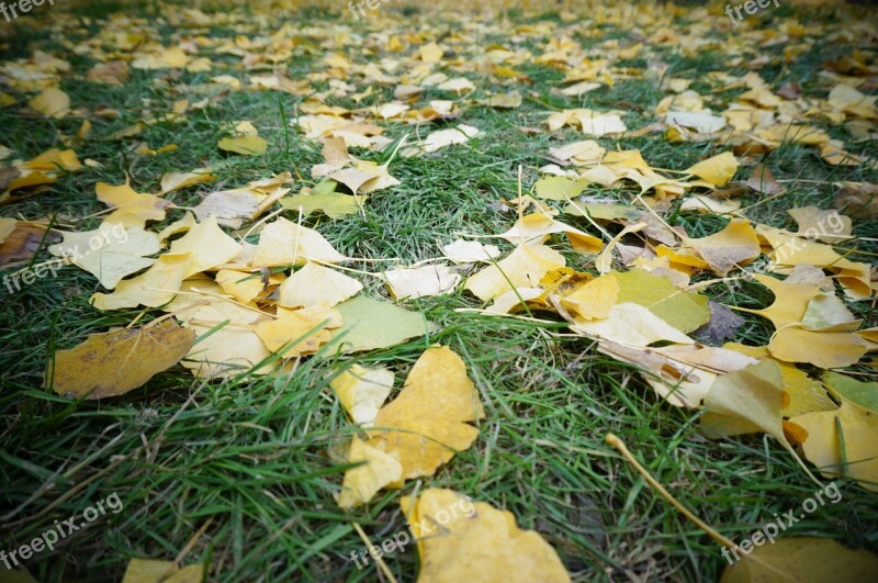 Defoliation Grassland Ginkgo Free Photos