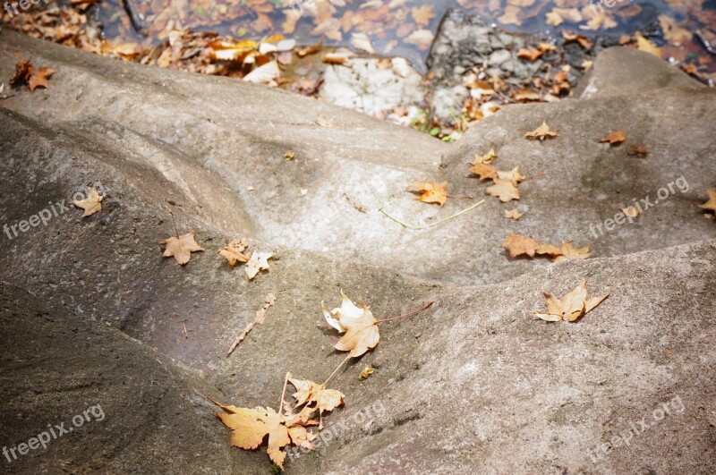 Defoliation Stone Golden Yellow Free Photos