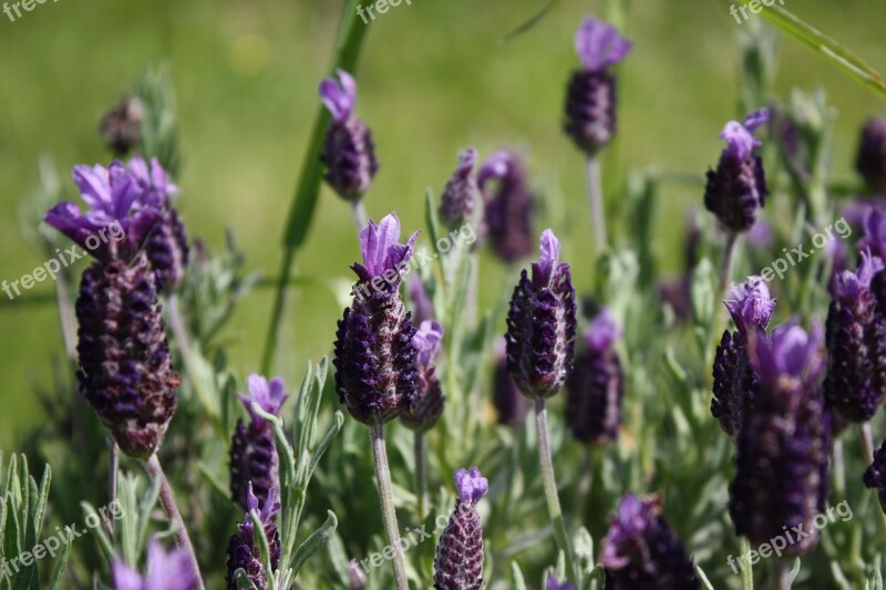 Flower Lavender Nature Free Photos