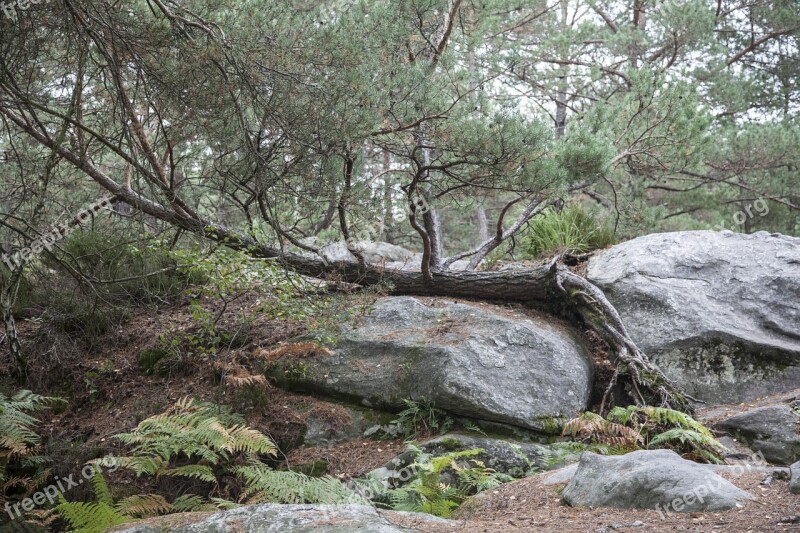 Fontainebleau Forest Green Wood Hiking