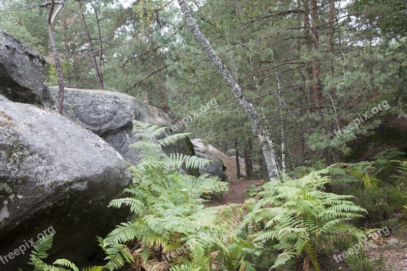 Fontainebleau Forest Green Wood Hiking