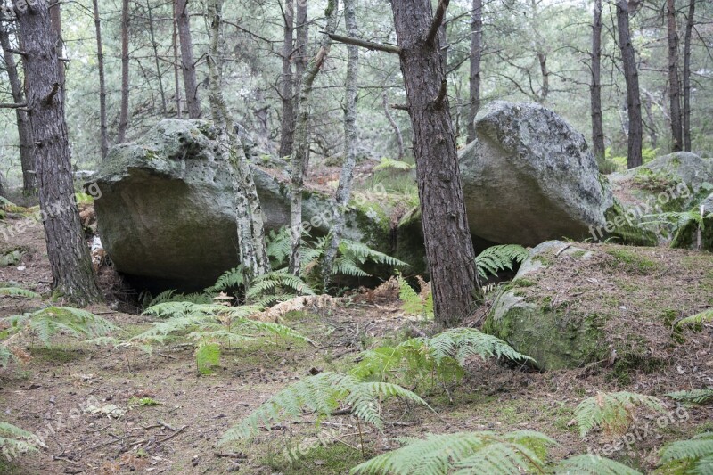 Fontainebleau Forest Green Wood Hiking