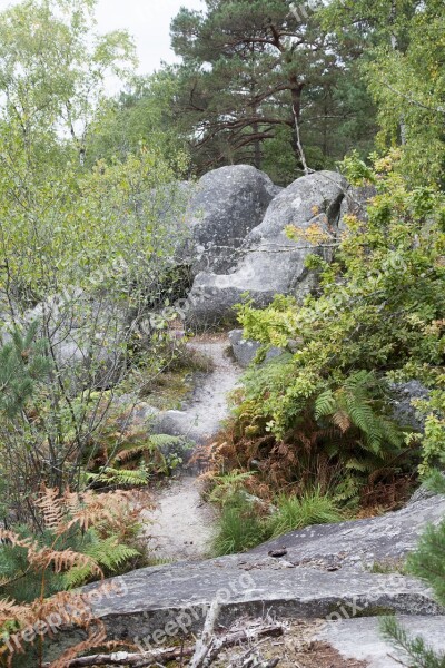 Fontainebleau Forest Green Wood Hiking