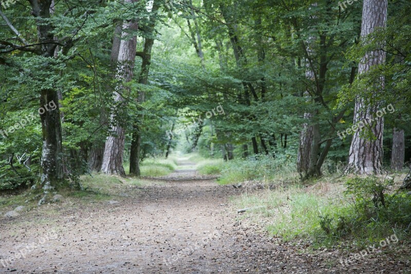 Fontainebleau Forest Green Wood Hiking