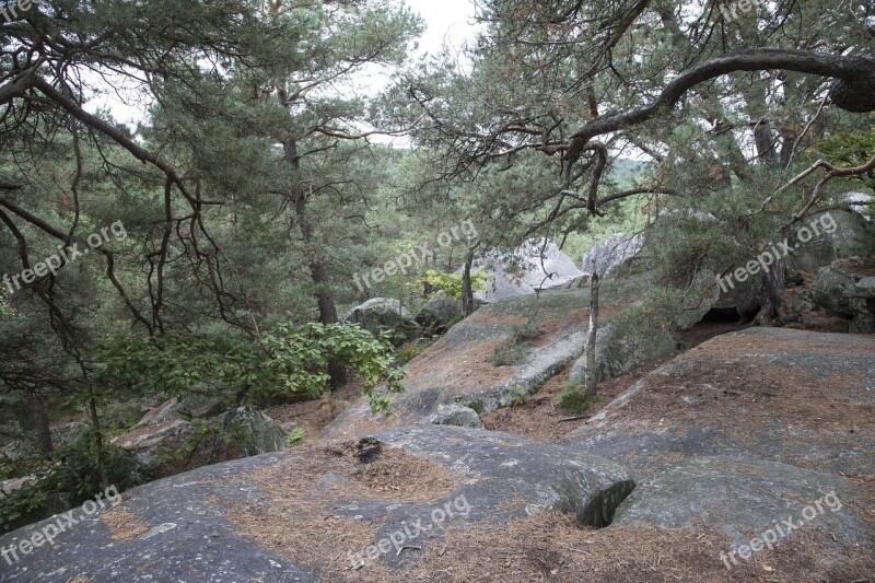 Fontainebleau Forest Green Wood Hiking