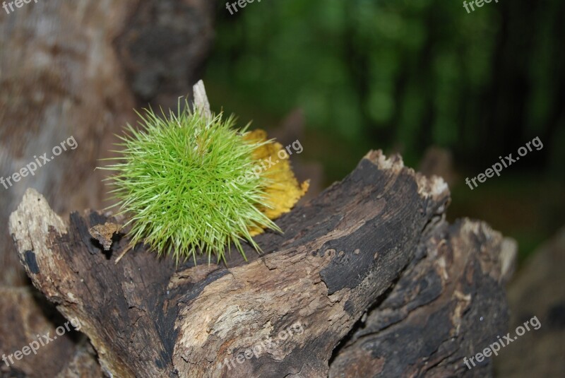 Chestnut Sting Prickly Brown Fruit