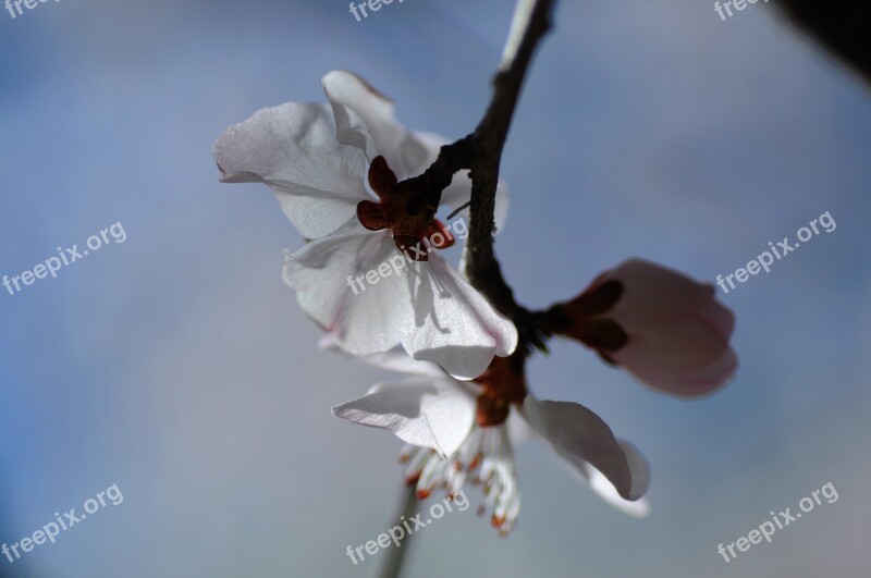 Flower Spring Pear Free Photos