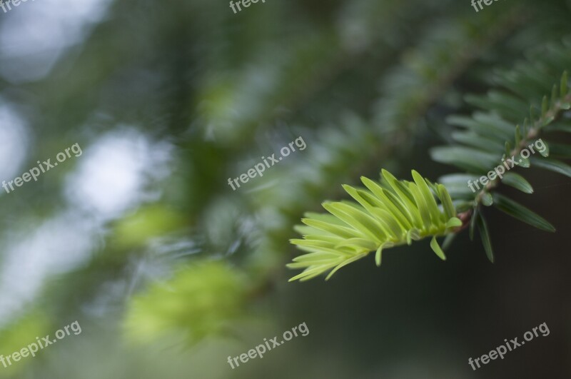 Cedar Leaves Life Free Photos