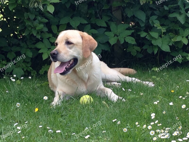 Dog Labrador Laughing Free Photos