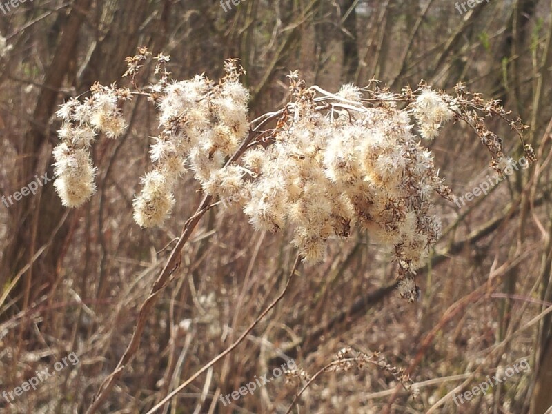 Dry Grass Spring Straws Free Photos