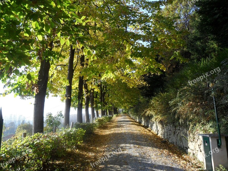 Road Ascent Trees Viale Free Photos