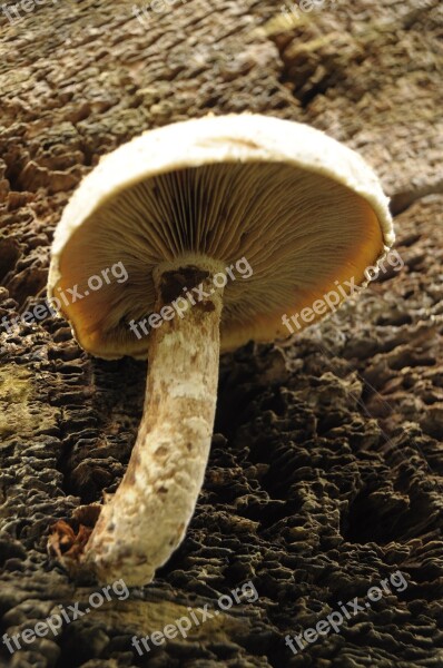 Mushroom Tribe Mushrooms On Tree Tree Forest