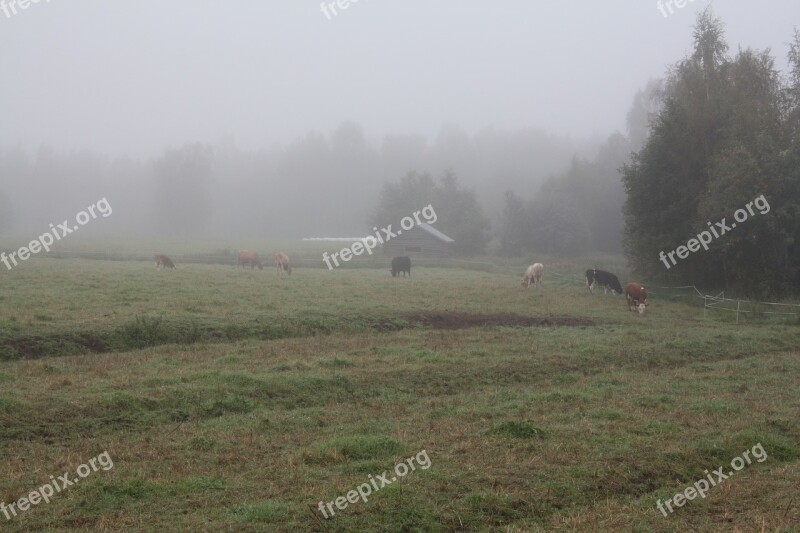 Fog Mist Morning Cow Nature