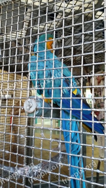 Prison Bird Cage Captivity Free Photos