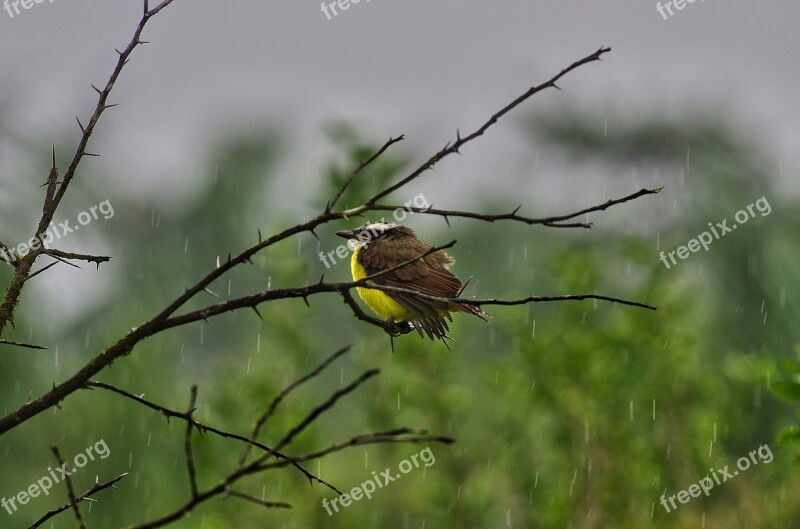 Kikiwi Guyana Rain Free Photos