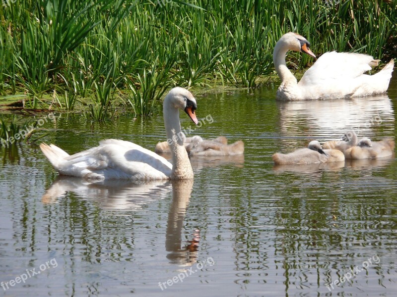 Białobrzegi Birds Spring Free Photos