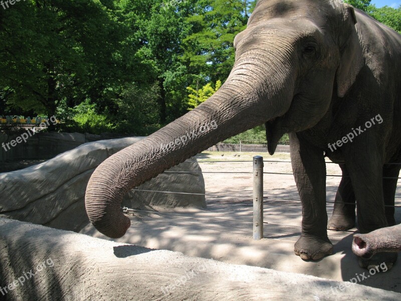 Elephant Zoo Proboscis Pachyderm Free Photos