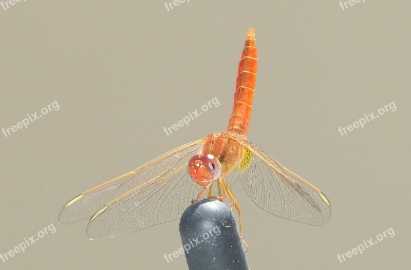 Insect Dragonfly Flying Orange Wing