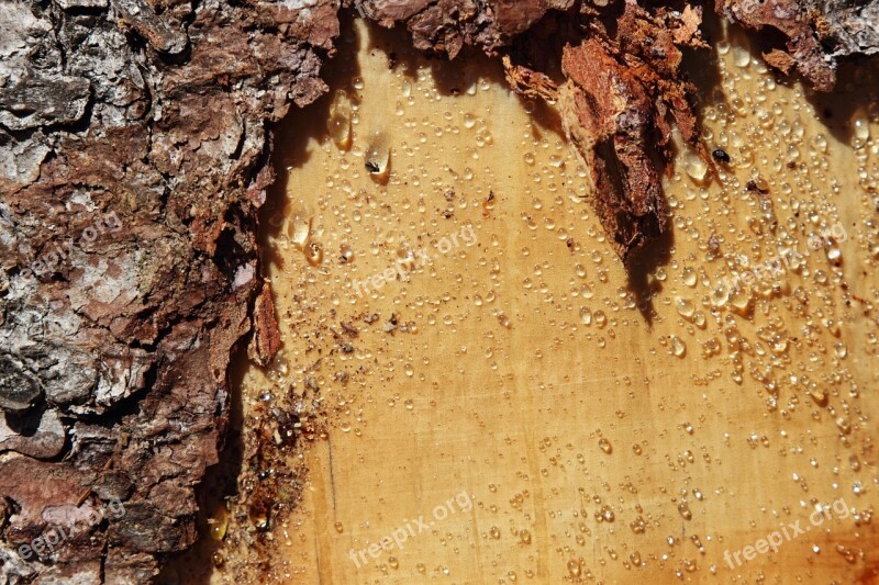 Tree Bark Resin Nature Tribe