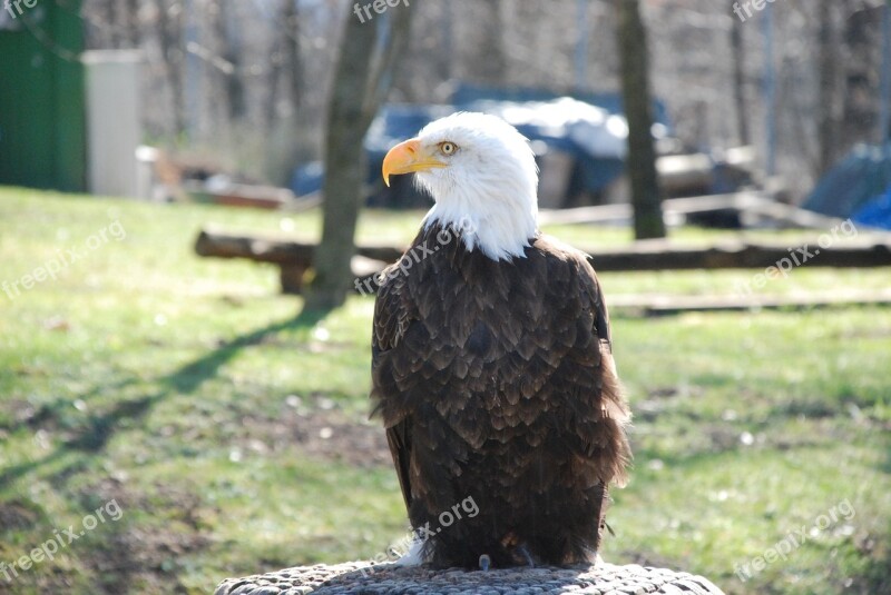 Bald Eagles Raptor Bald Eagle Animal Bird Of Prey